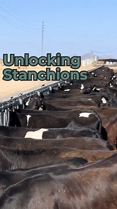 Cows are completely comfortable in their stanchions whether they’re locked or not! These stanchions (also called headlocks) are part of their daily routine. And while the cows can come and go freely most of the time, being able to lock them in place is important when it’s time for things like health checks, vaccinations, or medical exams. Unfortunately, we can’t just ask them to stand still, so this setup helps keep everyone safe and stress-free, cows included! #dairy #cows #heifers #lock #unloc