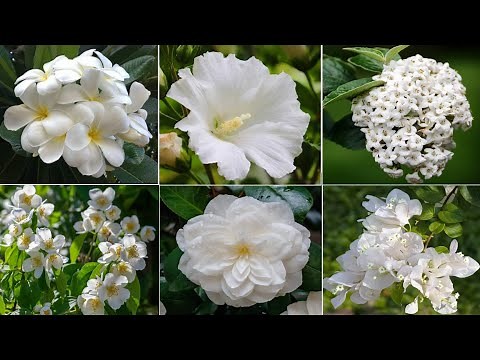 52 White Flowering Bushes | White Flower Shrubs for your garden to grow | Plant and Planting