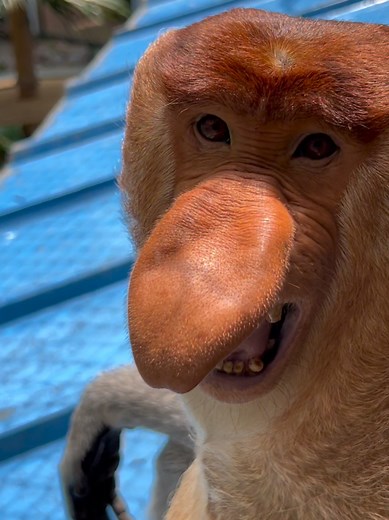 Proboscis Monkey: Fascinating Insights and Fun Facts