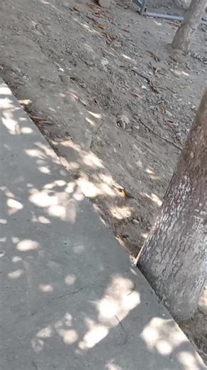 Videos de Alex Hernandez (@alex.hernandez0798) con “sonido original - Zeus 🐾”