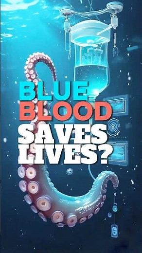 Octopus Blood is BLUE (And It Saves Lives) #octopusblood #marinebiologyeducation #hemocyaninscience