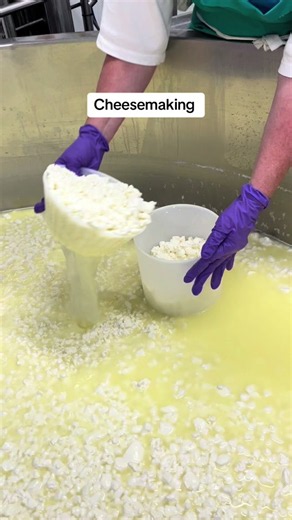 Cheesemaking starts with milk… what happens next takes patience