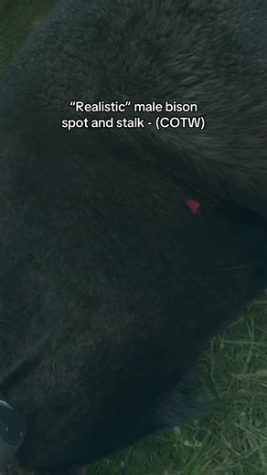 From 300yds to 70yds! #hunting #archery #cotw | bison