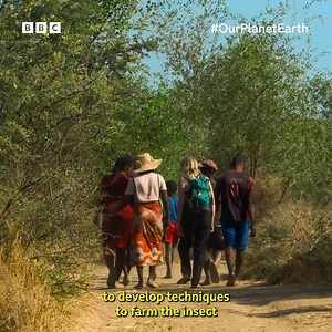How can this small insect help in the fight against famine?🪳 | Our Planet Earth These creepy-crawlies are playing a renewed role in the lives of communities in Madagascar, as its unique landscapes come under increasing pressure. Our Planet. Our Health. This is #OurPlanetEarth 🌍 👉https://www.bbcearth.com/our-planet-earth | BBC Earth