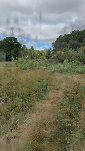 Taking down big ash tree.