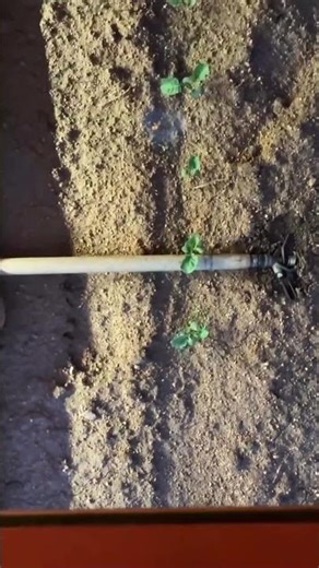 Laser Weeder Machine: The High-Tech Machine Changing the Future of Farming | Farming Innovation |