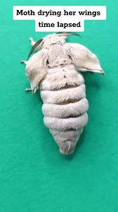 Why Moths gotta be so cute and fuzzy😍🥺 #domesticsilkmoths #domesticsilkmothmom #raisingmoths #cutepets #silkmothmom #dryingwings | Jackie Rice
