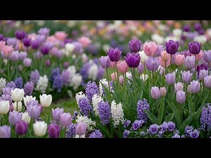 🌸 Flowers Blooming Time-Lapse | Relaxing Nature Music to Heal the Heart & Soul