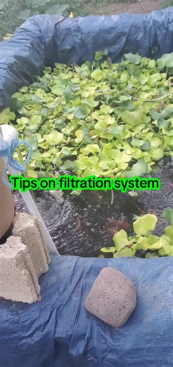 Tilapia fish farming. filtration system and pond pump #tilapiafingerlings
