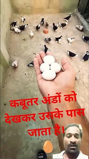 Understanding Pigeon Parenting: Attachment to Their Eggs Revealed! 🕊️