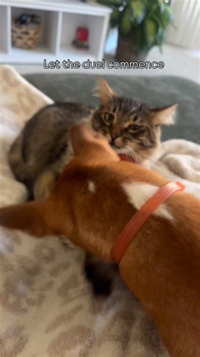 Barue the Basenji on Instagram: "A daily occurrence in this household • • • #basenji #basenjis #dog #dogs #puppy #puppies #basenjisofinstagram #basenjicuteness #basenjilove #basenjilovers #basenjidog #basenjipuppy #basenjiforsale #basenjilife"