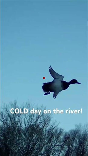 Nothing like a last day redhead on the frozen river! #redheadduck #duckhunting #shotkam