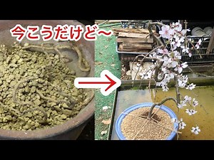 Work to make Japanese weeping cherry bonsai from the roots-2 years later-Tsubaki and Diospyros rhomb