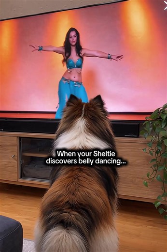 Who knew my Sheltie had hidden talents? 😂 He watched this belly dancer for 2 seconds and decided he was ready for his debut performance! The hip coordination is absolutely sending me! Have your pets ever copied something they saw on TV? #SheltieVibes #SheltiesOfTikTok #BellyDancingDog #DogComedy #FunnyDogs