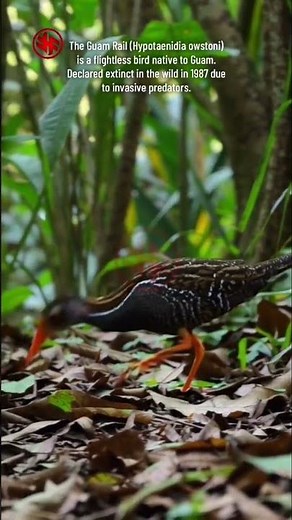 The Guam Rail - Extinct Species #bird