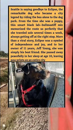 The Dog Who Rode the Bus Alone—and Became Seattle’s Heart