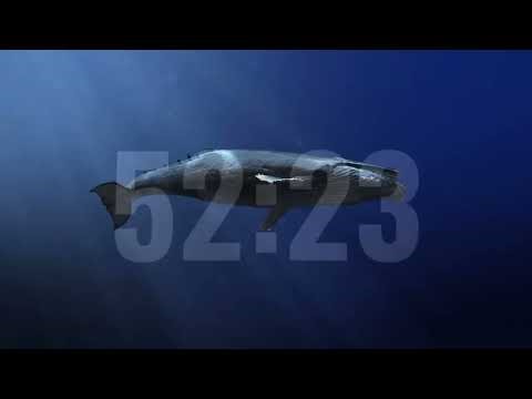 deep sea focus session 🫧 60:00 countdown timer [relaxing ocean sounds] 🐬✨