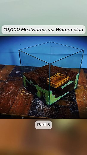 10,000 Mealworms vs. Watermelon #terrariums #vivarums #pauludariums #ecosphere #icopods