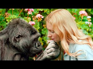 Girl Meets Gorillas She Was Raised Up With After 12 Years And Their Reactions Are Heartbreaking