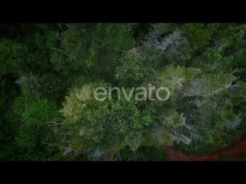Top down aerial view of spruce trees forest with bright green foliage
