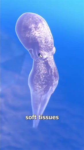 😱 Octopus Fits Through THIS Tiny Hole! 🐙