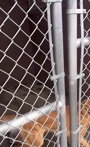 We still have dogs that need a homes for the holidays🎄 Come by and visit with all of these sweet fur babies!! We’ll be here until 4:30 today ✨ | Decatur Animal Services