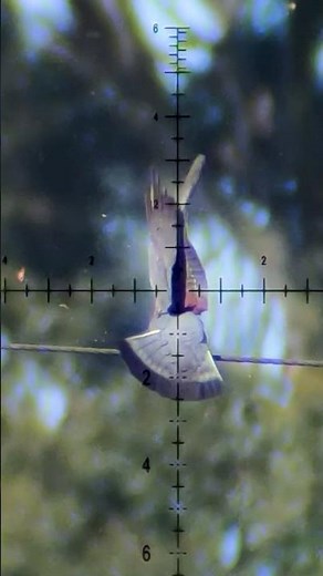 Epic Slow-Mo: Fx Impact M4 vs. Bird