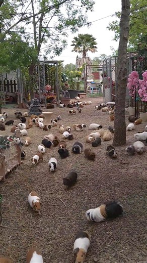 3.4K views · 251 reactions | Défi du sanctuaire : 123 Soleil 2.0 est de Retour! Attention, Ça Chauffe: La Nouvelle Édition de 123 Soleil est Arrivée! #123SoleilRemix #ÉclatsDeRire #123SoleilCrazy | Sanctuaire La ferme de doudou | Facebook