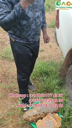 Oui oui Un citoyen une ruche 🐝 🇬🇦✨ 𝙇’𝙖𝙥𝙞𝙘𝙪𝙡𝙩𝙪𝙧𝙚 🐝𝙥𝙚𝙪𝙩 𝙚̂𝙩𝙧𝙚 𝙩𝙧𝙚̀𝙨 𝙧𝙚𝙣𝙩𝙖𝙗𝙡𝙚 𝙖̀ 𝙙𝙚𝙨 𝙣𝙞𝙫𝙚𝙖𝙪𝙭 𝙥𝙤𝙪𝙫𝙖𝙣𝙩 𝙖𝙡𝙡𝙚𝙧 𝙙𝙚 150 𝙖̀ 𝙥𝙡𝙪𝙨 300% 𝙨𝙚𝙡𝙤𝙣 𝙡𝙚 𝙩𝙮𝙥𝙚 𝙙’𝙖𝙥𝙞𝙘𝙪𝙡𝙩𝙪𝙧𝙚 𝙥𝙧𝙖𝙩𝙞𝙦𝙪𝙚́ ✅𝐋’𝐚𝐩𝐢𝐜𝐮𝐥𝐭𝐮𝐫𝐞 𝑒𝑠𝑡 𝑙’𝑢𝑛𝑒 𝑑𝑒𝑠 𝑎𝑐𝑡𝑖𝑣𝑖𝑡𝑒́𝑠 𝑙𝑒𝑠 𝑝𝑙𝑢𝑠 𝑟𝑒𝑛𝑡𝑎𝑏𝑙𝑒𝑠 𝑒𝑛 𝐴𝑓𝑟𝑖𝑞𝑢𝑒, 🍯Le miel 𝑒𝑠𝑡 un alicament (alicament et médicament) ▪️𝐿𝑒 𝑝𝑜𝑙𝑙𝑒𝑛 𝑝𝑒𝑟𝑚𝑒𝑡 𝑑𝑒 𝑙𝑢𝑡𝑡𝑒𝑟 𝑒𝑓𝑓𝑖𝑐𝑎