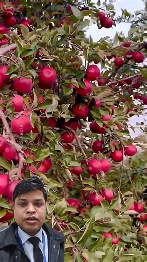 How to Grow Apple Tree Home Unique Technique of Planting! #farming #plants #shorts