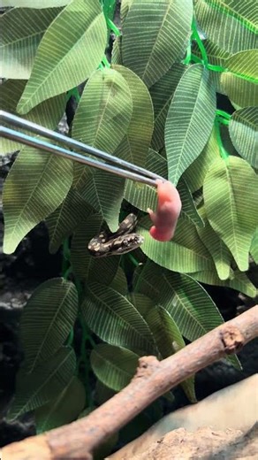 Baby Carpet Python Feeding!!
