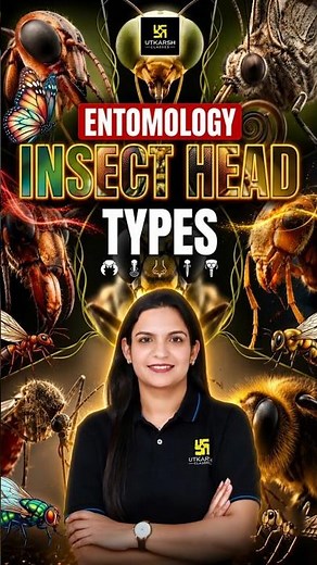 Entomology | Types Of Insect Head #entomology #typesofinsecthead #insects