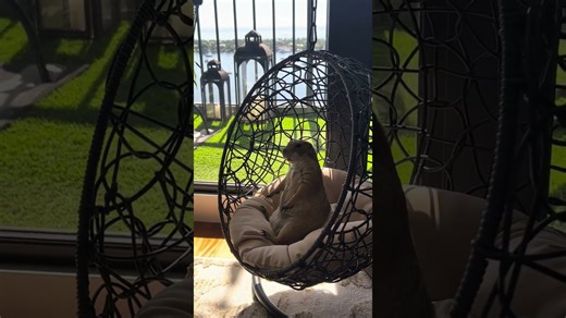 Prairie Dog Relaxes in Her Swinging Chair