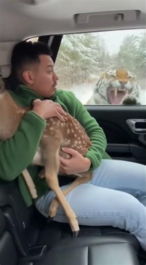 Wild Deer Hugs Me…Then a Tiger Shows Up! 🦌🐅 #wildlife #danger