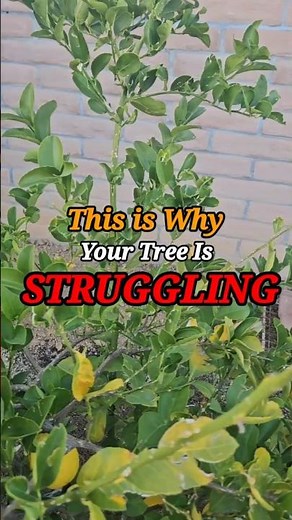Your Fruit Tree Is Dying (You’re Watering Wrong)