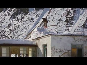 Resonance Absinthe Films Snowbording