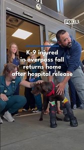 K-9 injured in overpass fall returns home after hospital release