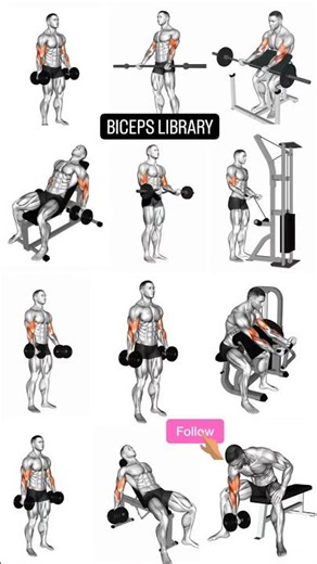 Biceps chart