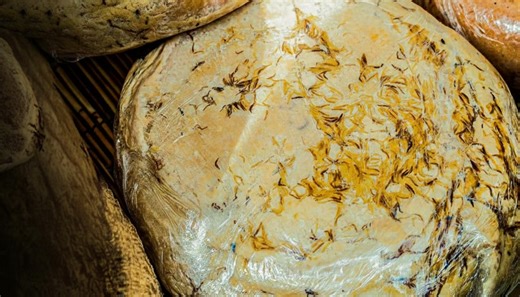 Inside the maggot cheese considered one of the most dangerous foods on Earth