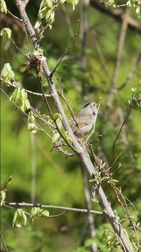 ウグイスさえずり #birds #野鳥 #nature #wildlife