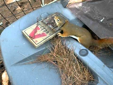 Red squirrel Trapping