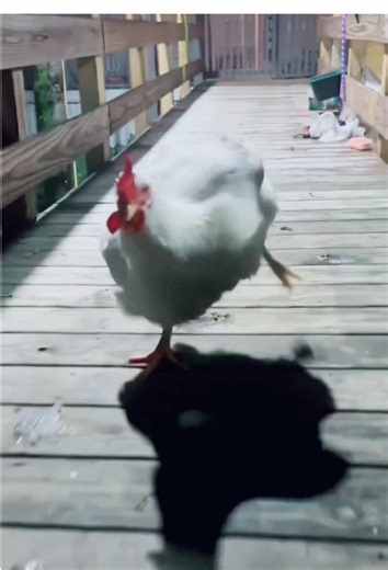 Dramatic chicken 🐔 #funny #fyp #chicken #tiktok | chicken