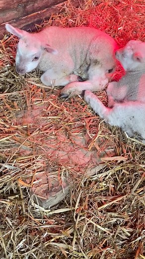 76 reactions · 4 comments |  Look who has arrived at the farm today  | Glebe Farm | Facebook