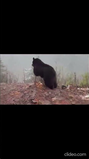 Colorado Bear Released Back Into Wild After Home Rescue #breakingnews #colorado