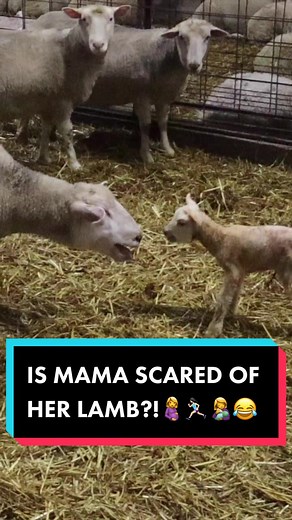 Is Mama Scared of Her Lamb? Funny Sheep Mom Moments!