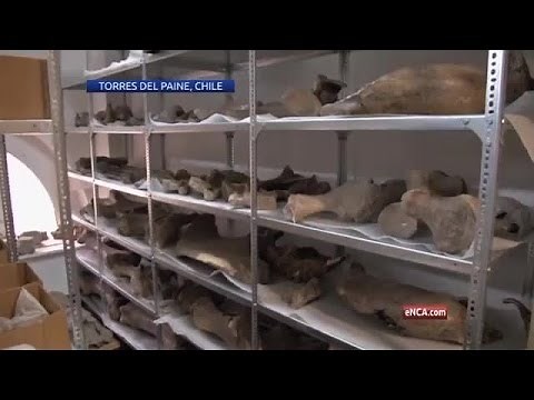 Prehistoric giant swimming lizards found in Chile