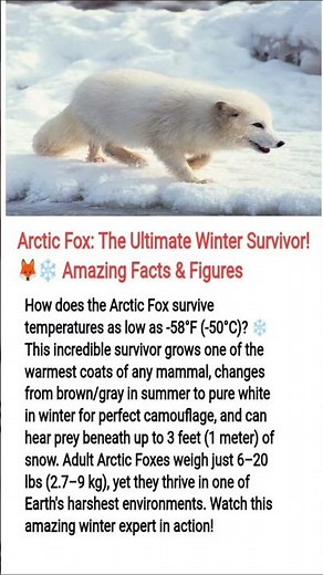 Arctic Fox: The Ultimate Winter Survivor! 🦊❄️ Amazing Facts & Figures