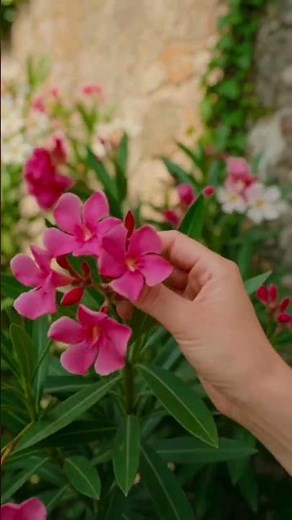 🌺 Perché l'OLEANDRO è la pianta più bella (e PERICOLOSA) del tuo giardino! ⚠️