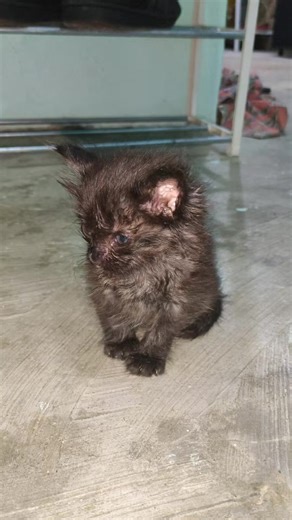 rela begandang demi kembang api #kitten #kucinglucu #kucing