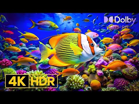 Underwater Visual Perfection 4K HDR | Magical Sea Life | Dolby Vision 60FPS